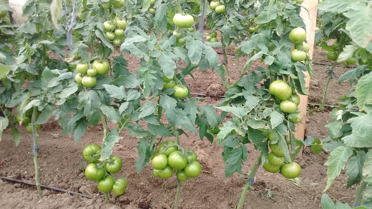 Tomate Largavida Chonto
