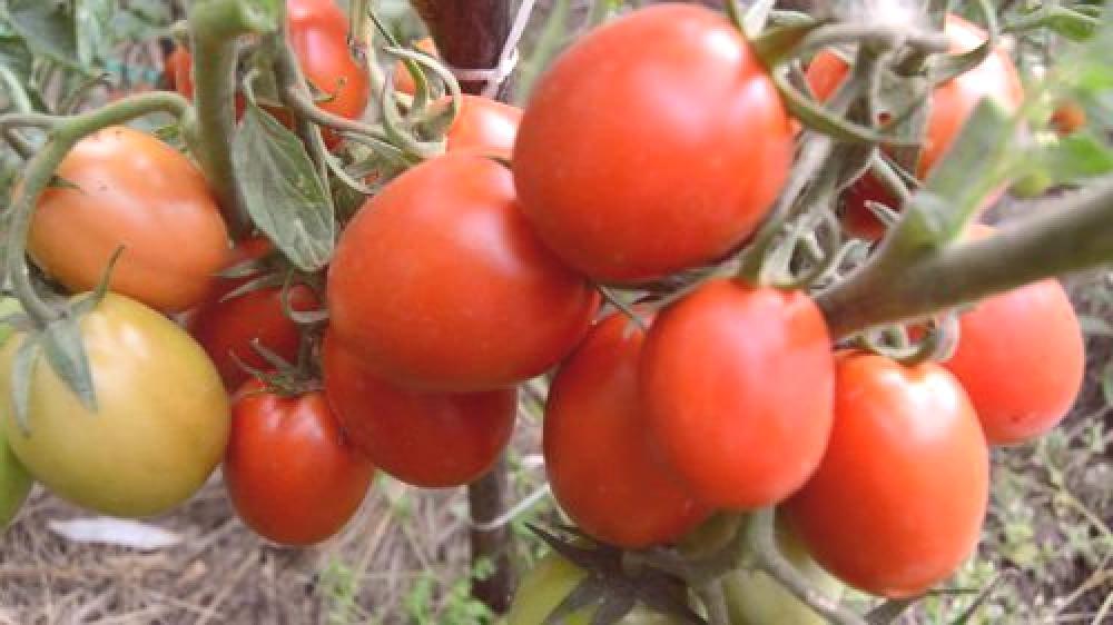 Tomate Clase Rio Grande