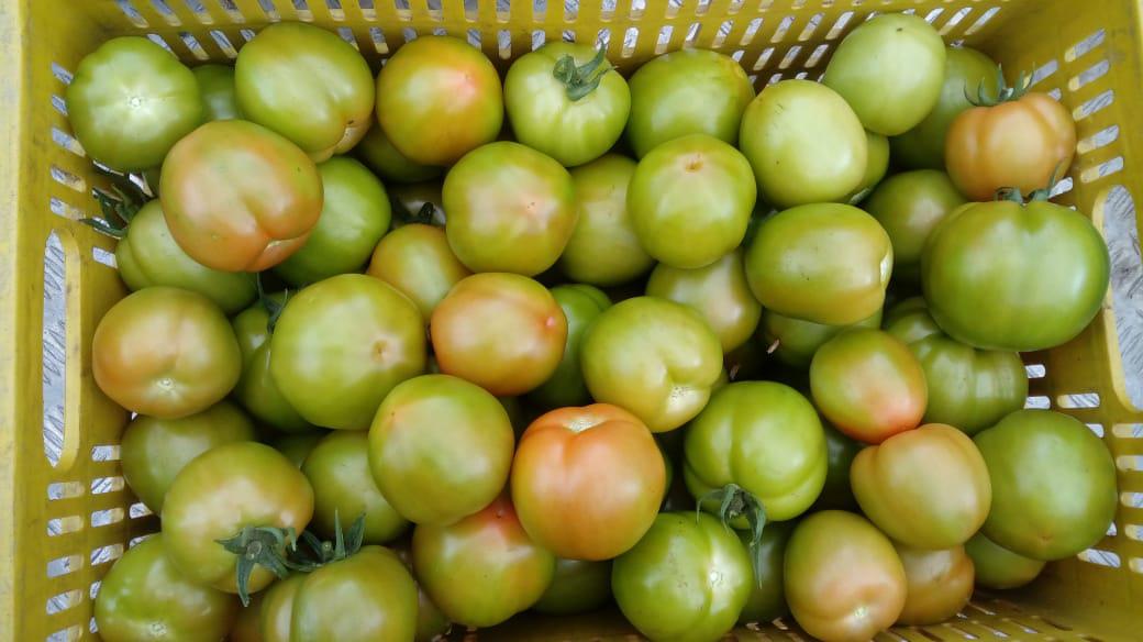 Tomate Chonto