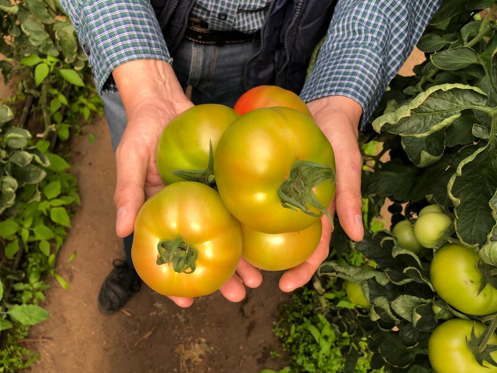 Tomate Larga Vida