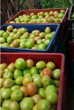 Tomate Chonto Variedad Calima