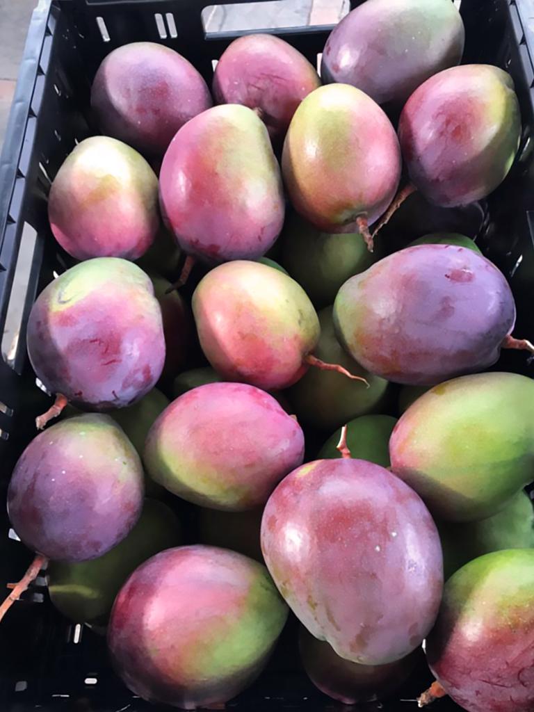 Mango Tommy Atkins