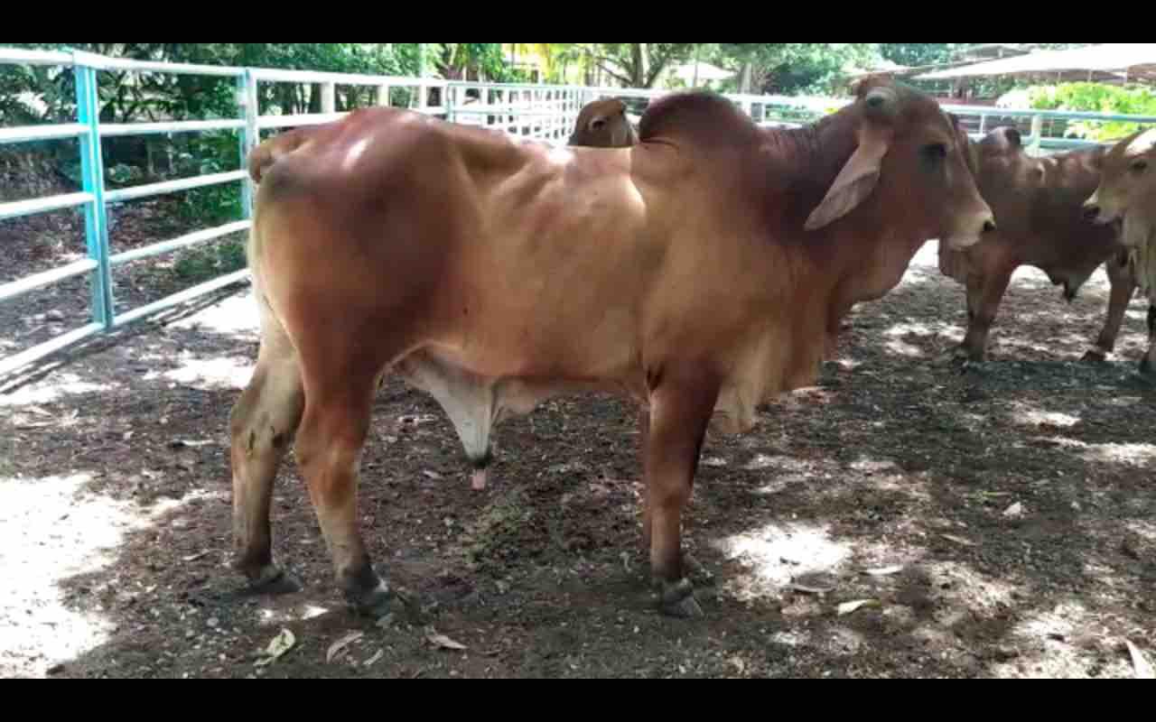 Venta De Toros Reproductores Con Registro Y Sin Registro Vacas Girolandas Garantizadas