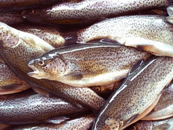 Peces