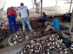 Semilla De Name 50Kg