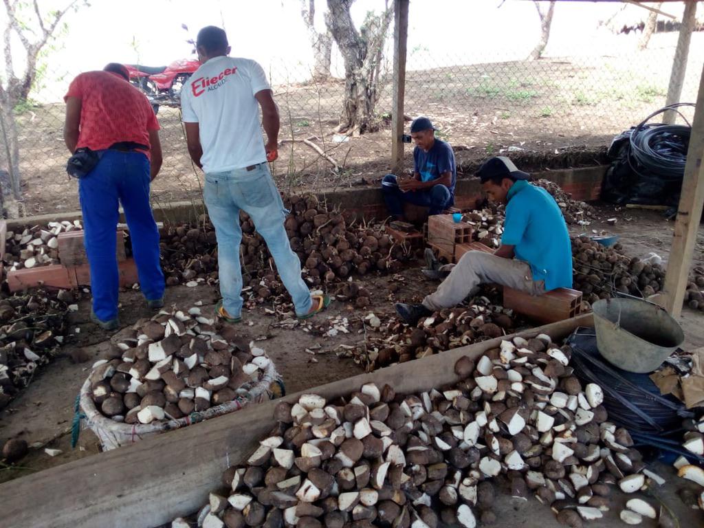 Semilla De Name 50Kg