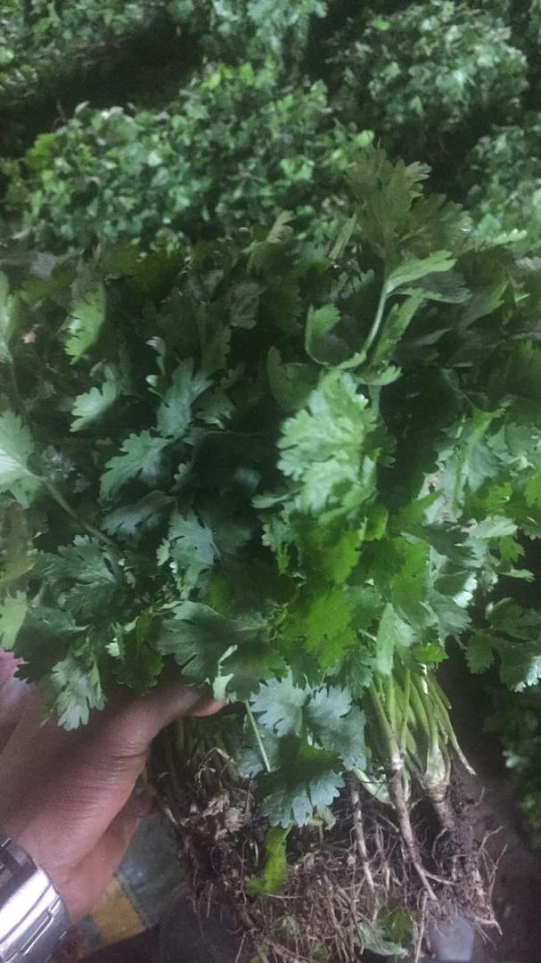 Cilantro