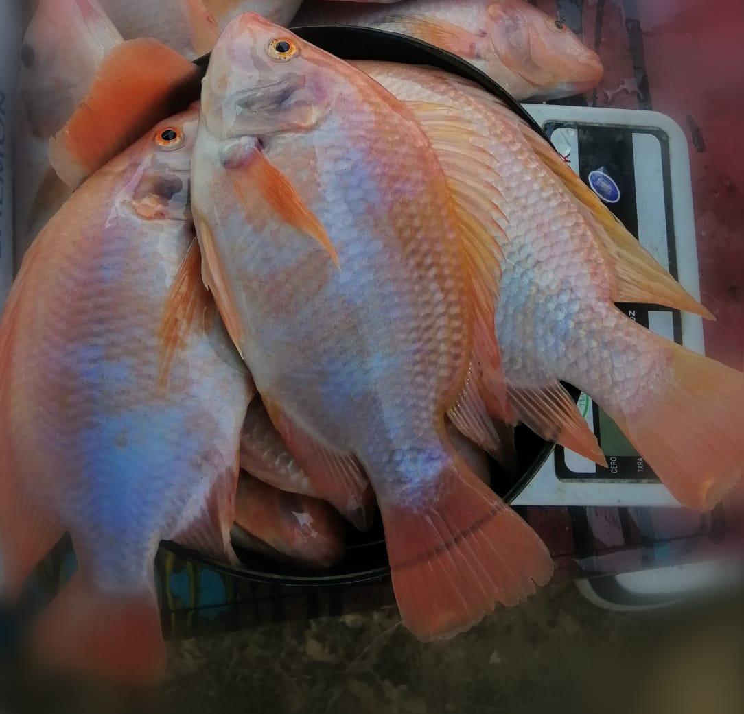 Tilapia Tipo 1