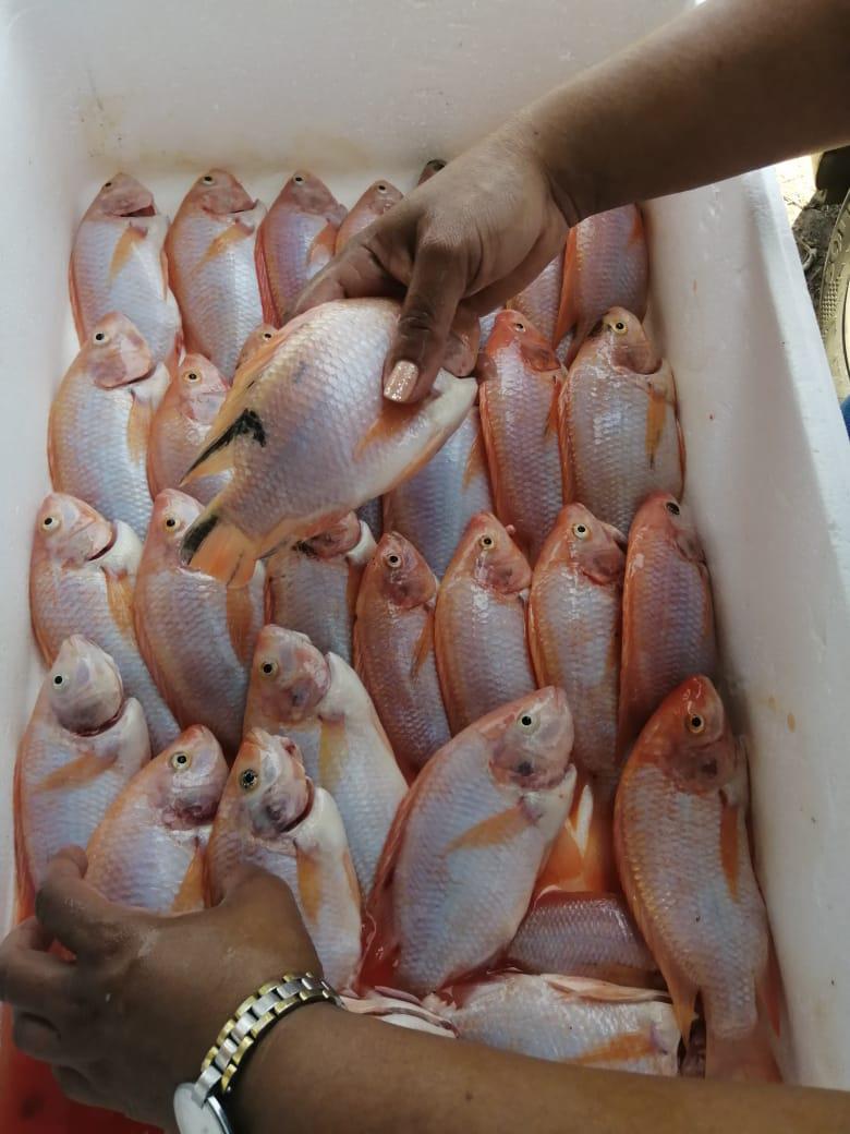 Tilapia Tipo 2