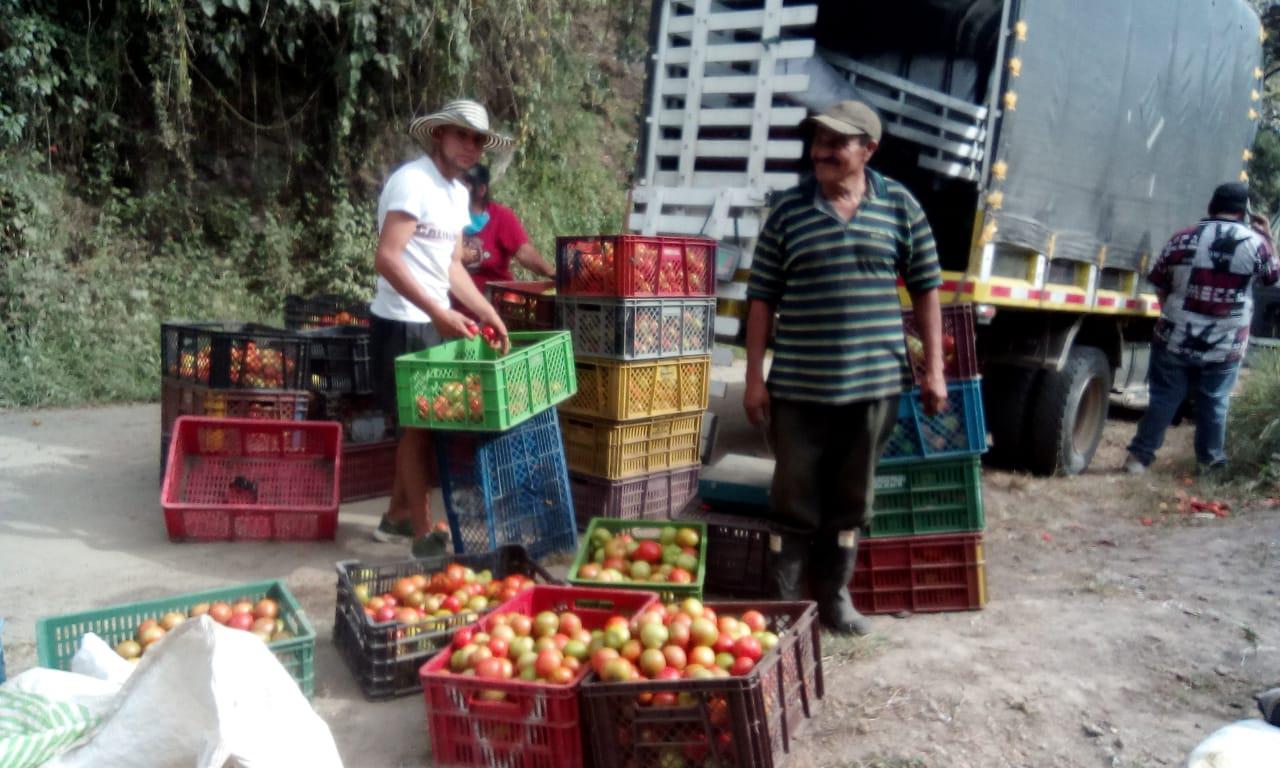 Tomate De Mesa