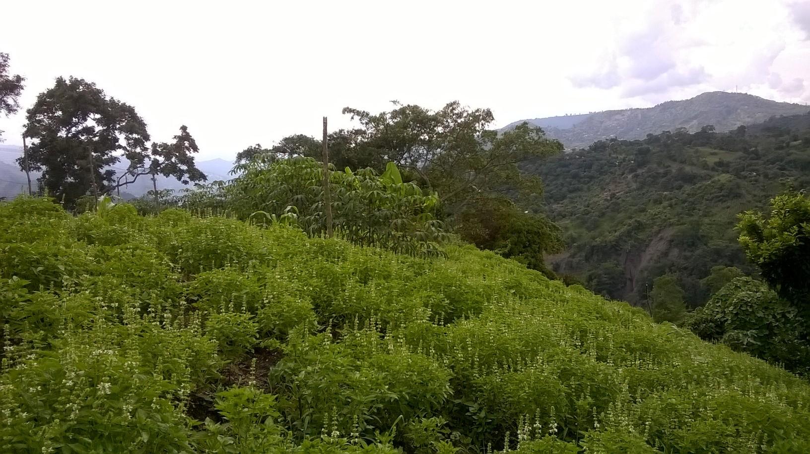 Albahaca