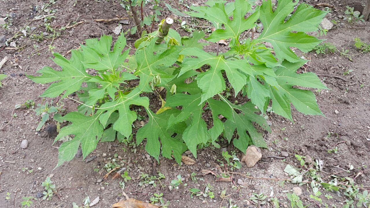 Semilla Vegetativa De Cuba 22
