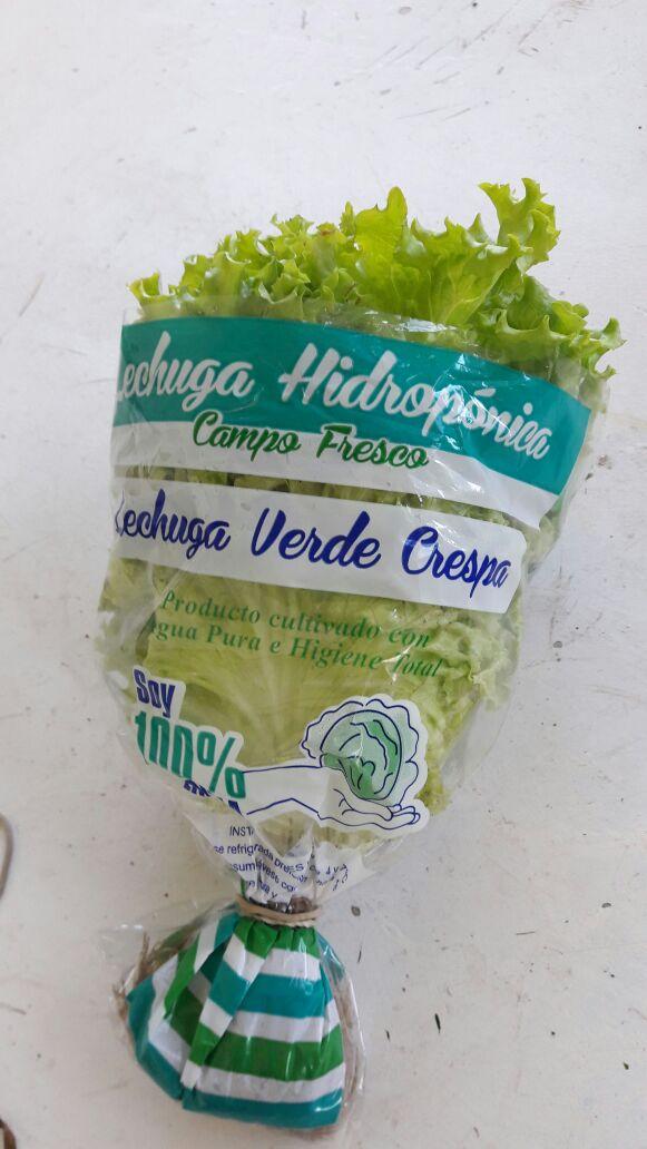 Lechuga Hidroponica Crespa Verde