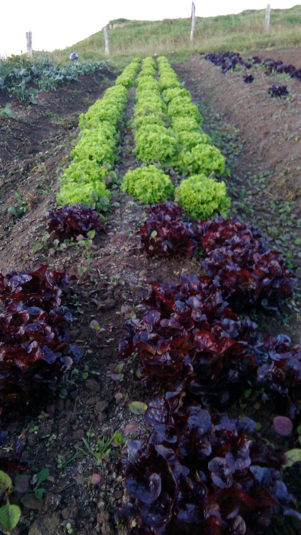 Roble Roja