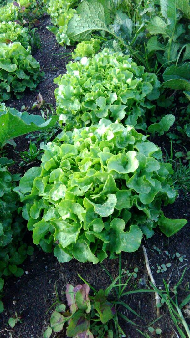 Lechuga Roble Verde