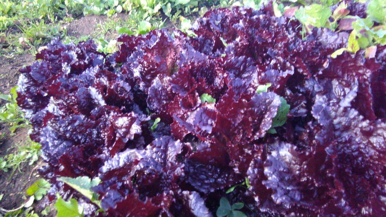 Lechuga Romana Roja