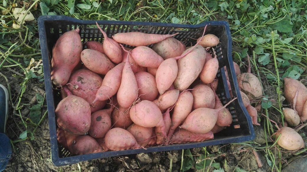 Batata Sweet Potato