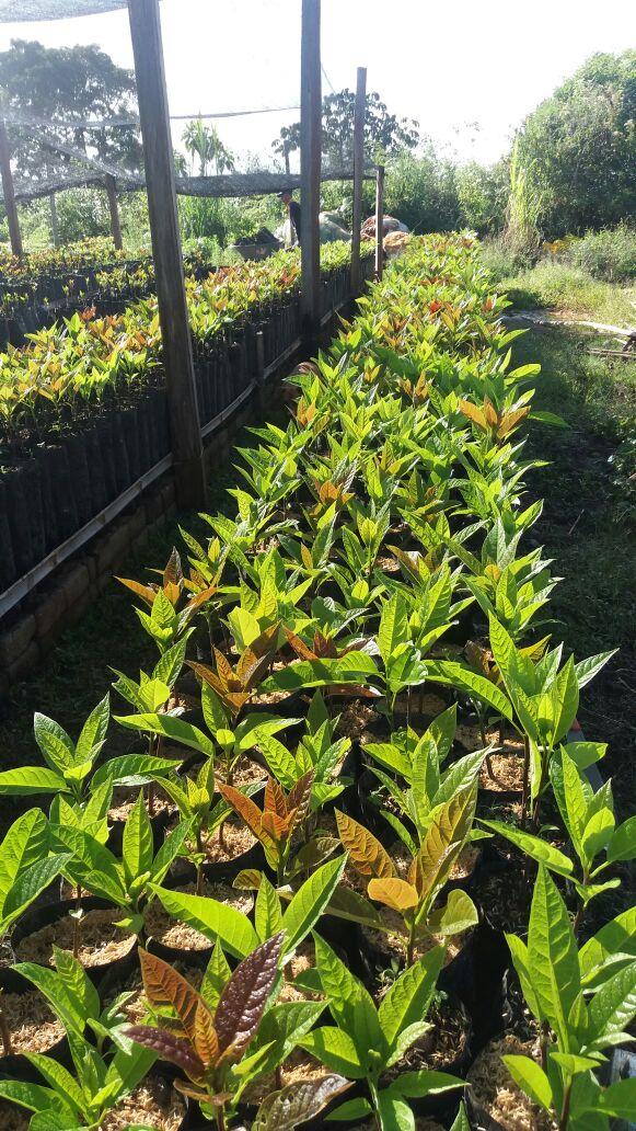 Plantulas De Aguacate Hass