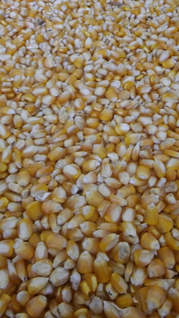 Maiz Amarillo