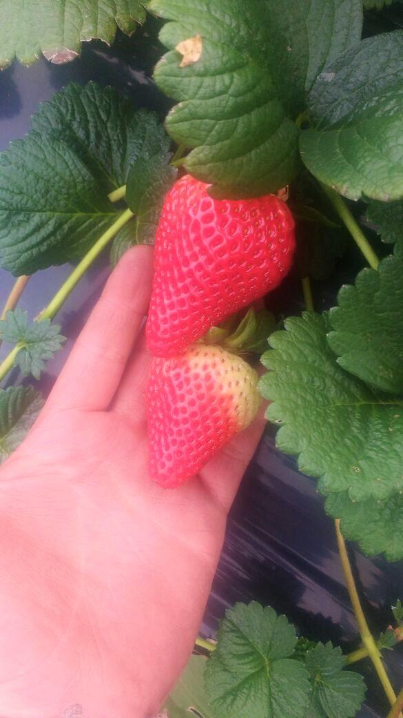 Fresas