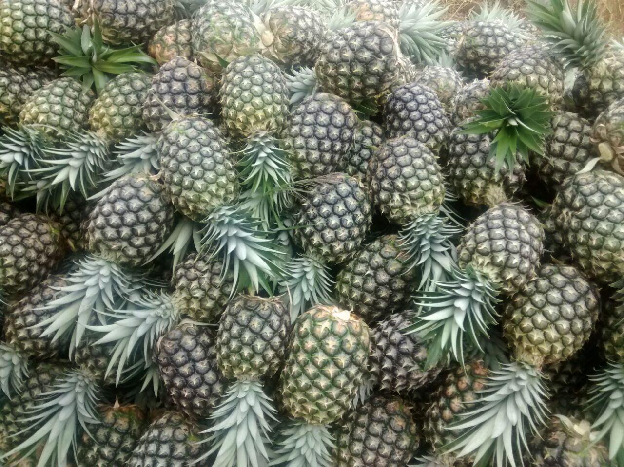 Pinaoromiel Md2 Y Pina Manzana