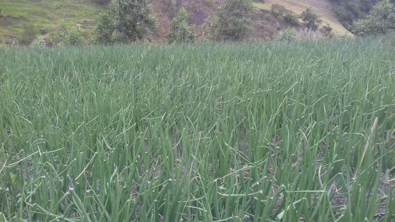 Cebolla Cabezona