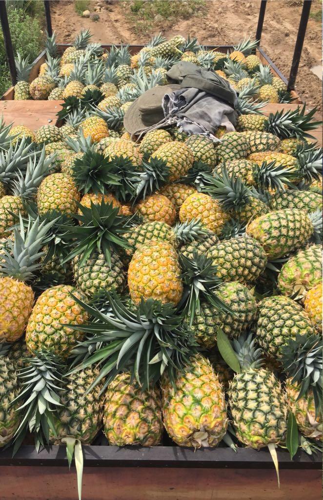 Pina