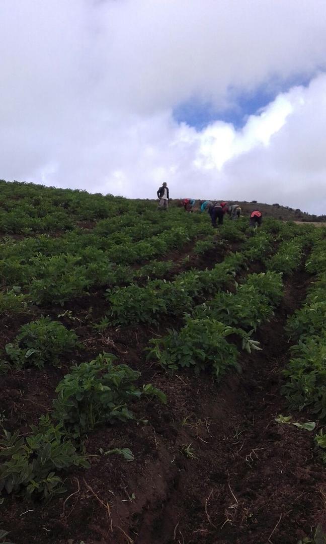 Papa Pastusa