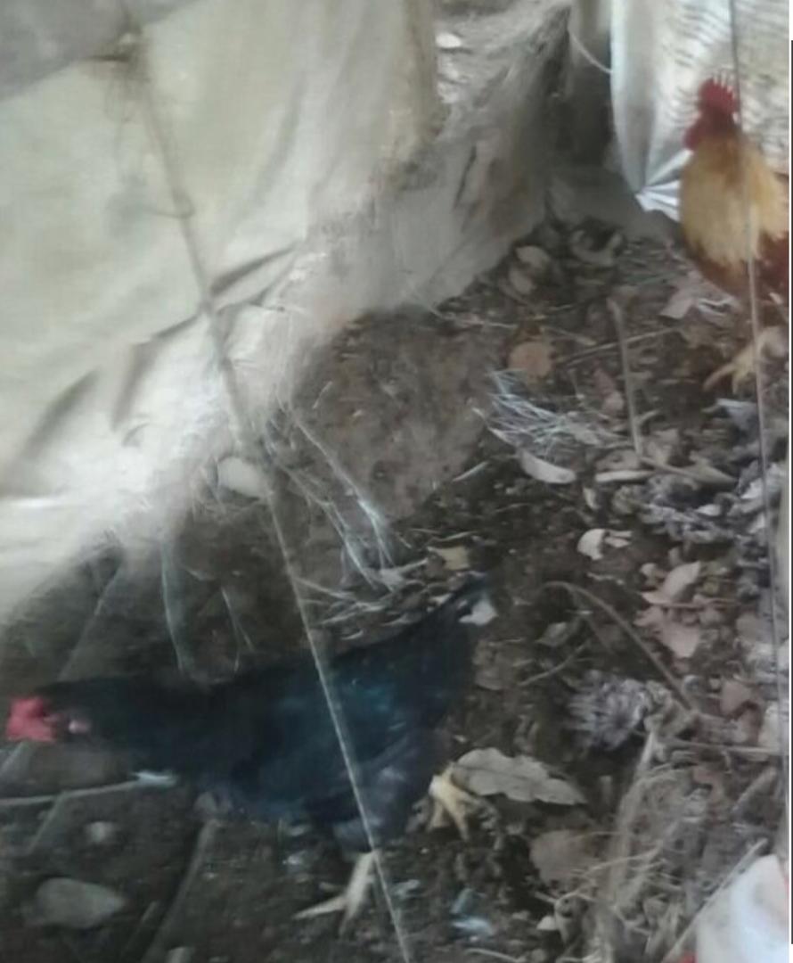 Pollos Criollos