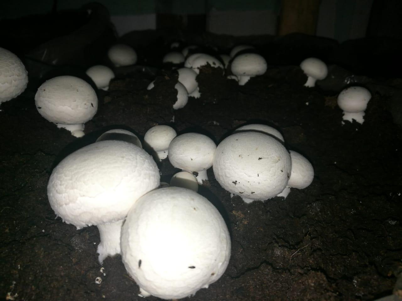 Champinones