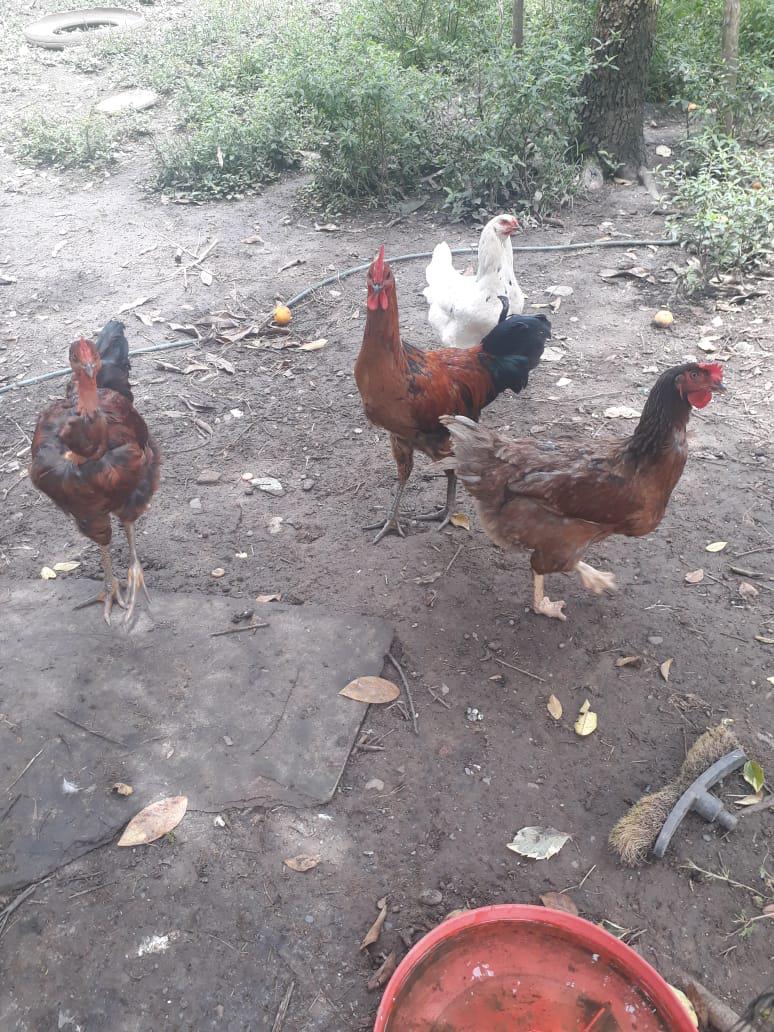 Pollo Criollo