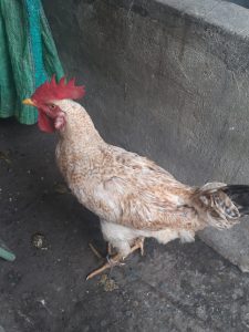 Pollo Criollo