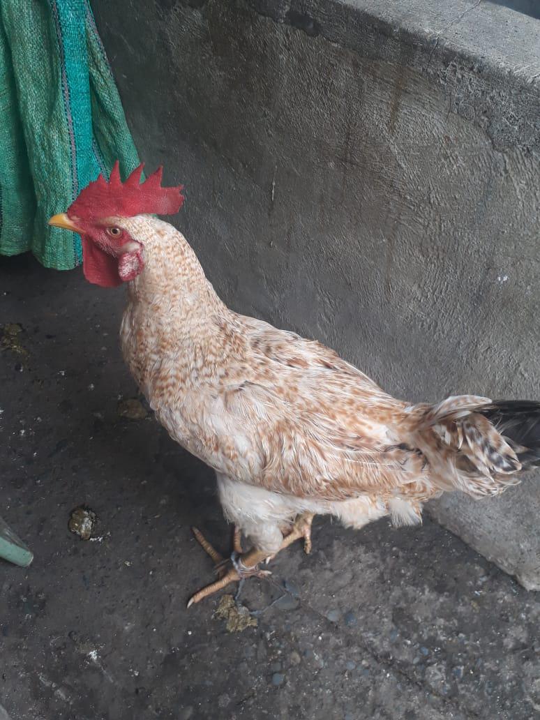 Pollo Criollo