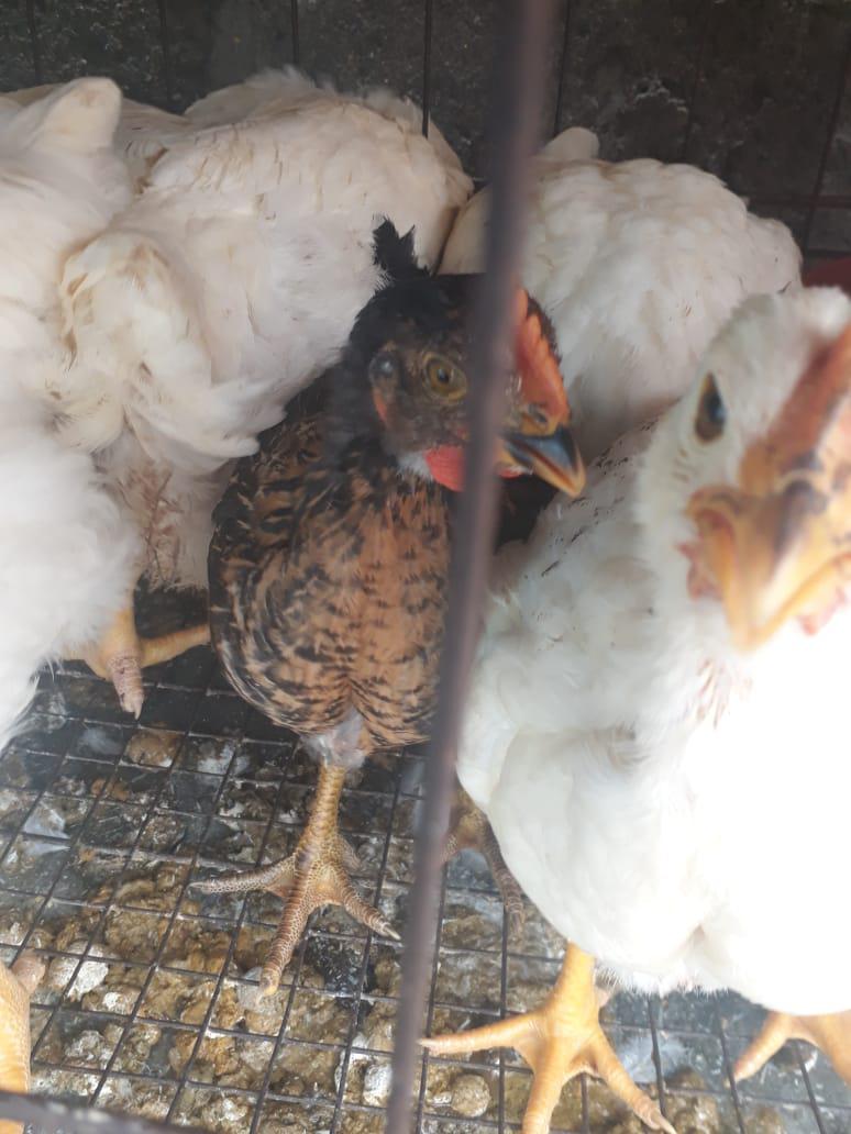 Pollo