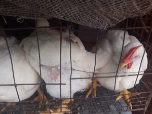 Pollo