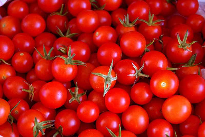 Tomate Cherry