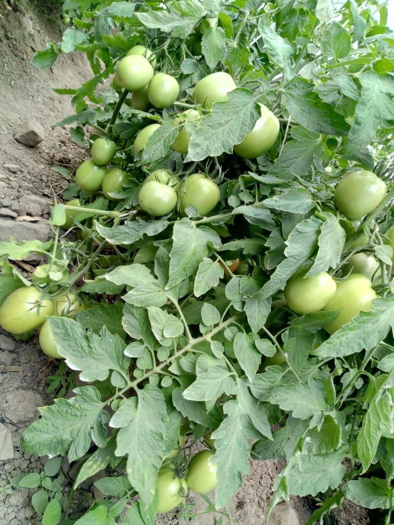 Tomate De Invernadero Y Campo Abierto