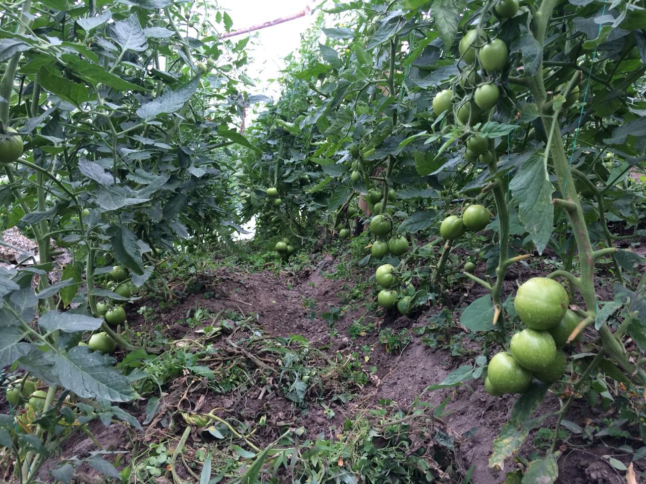 Tomate Larga Vida Verde Corriente