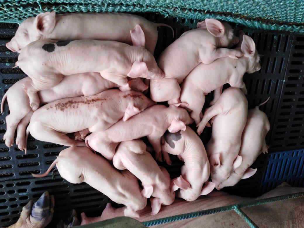 Lechones Destetos Derivados De Carne De Cerdo Otros
