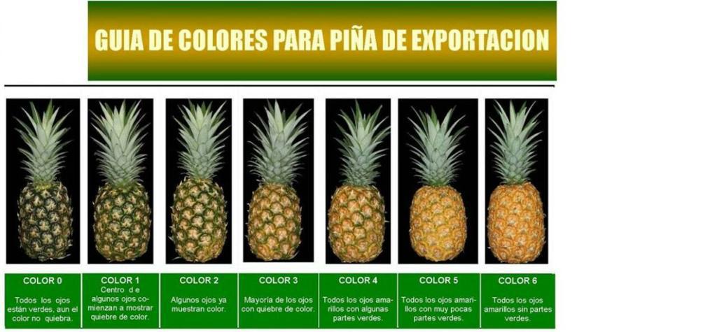 Pina Md2