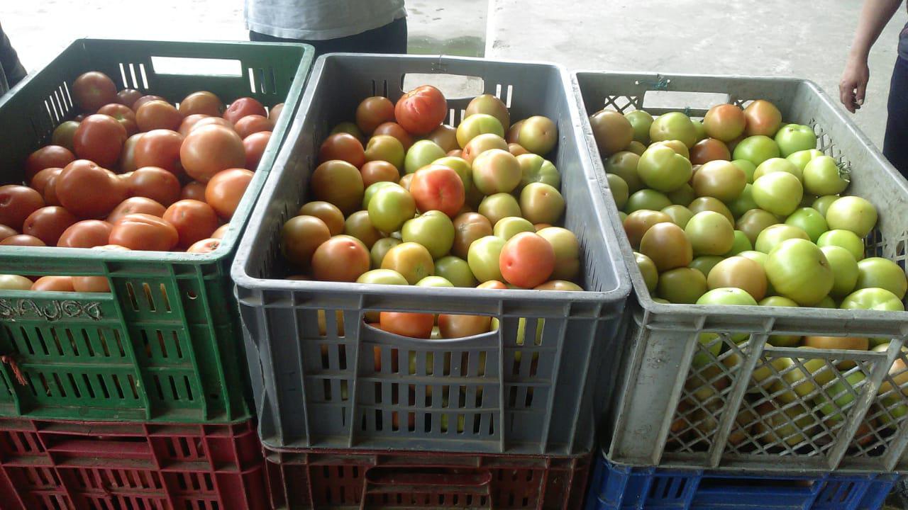 Tomate Chonto — foto 2 de 2