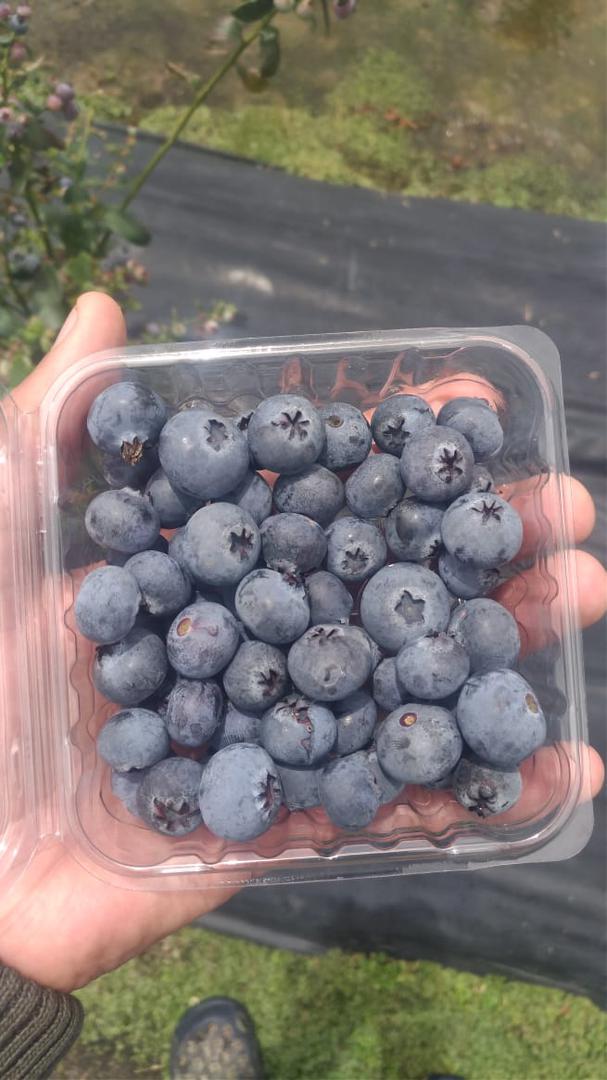 Arandanos