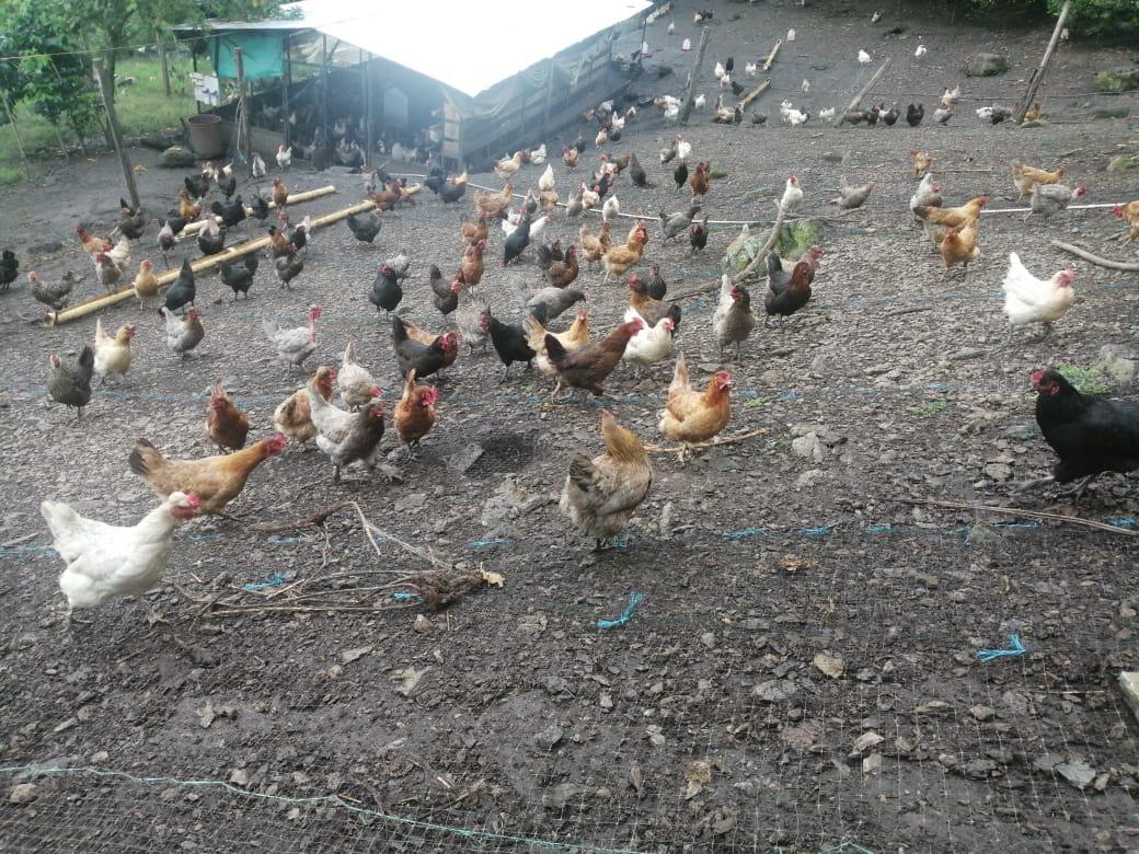 Huevos Organicos
