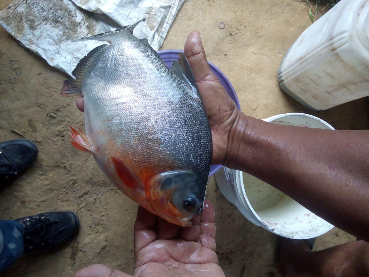Cachama