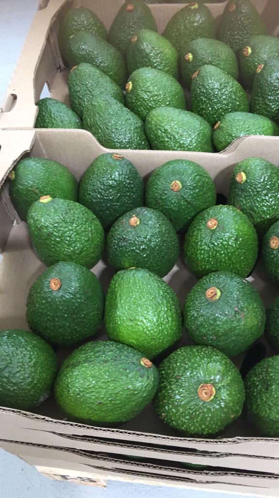 Aguacate Hass