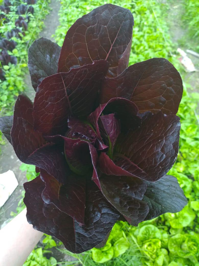 Lechuga Romana Roja O Morada