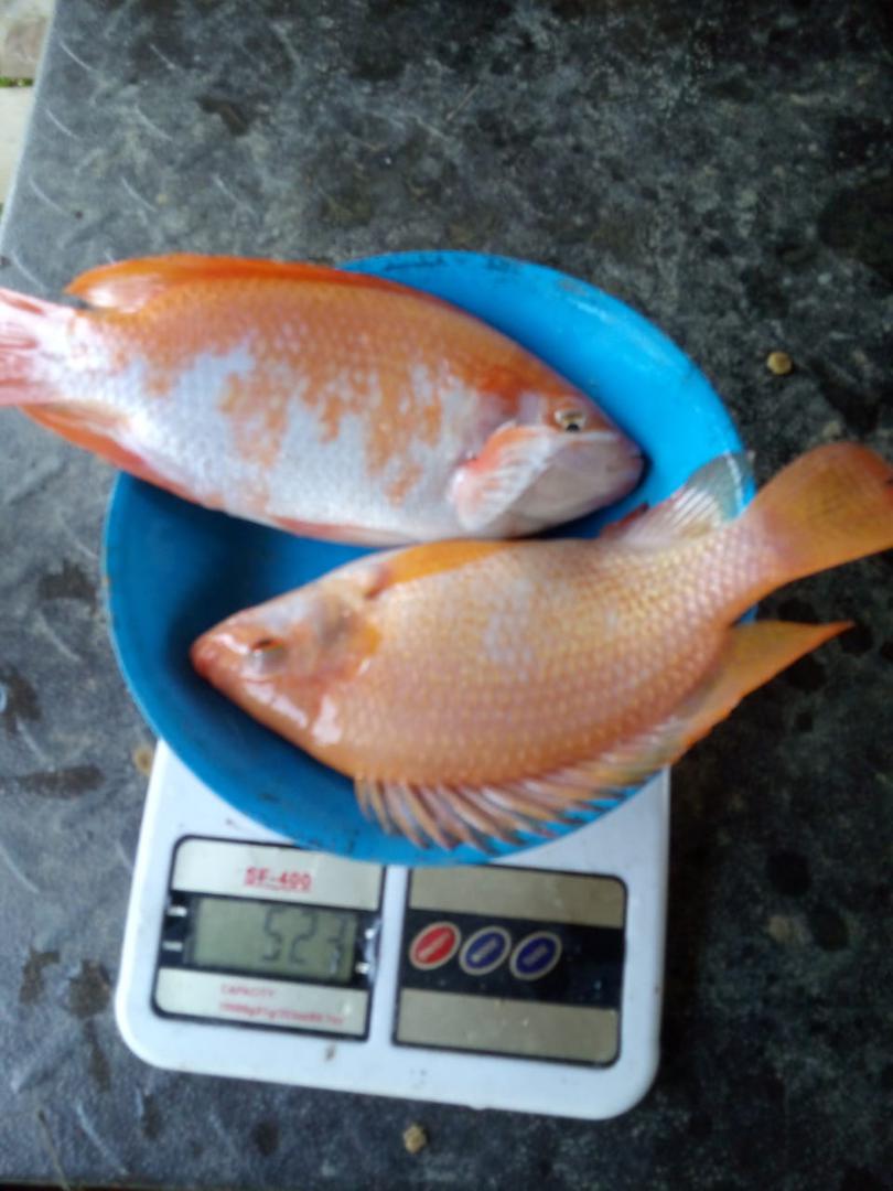 Mojarra Roja