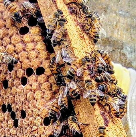 Miel De Abejas Nuestra Miel