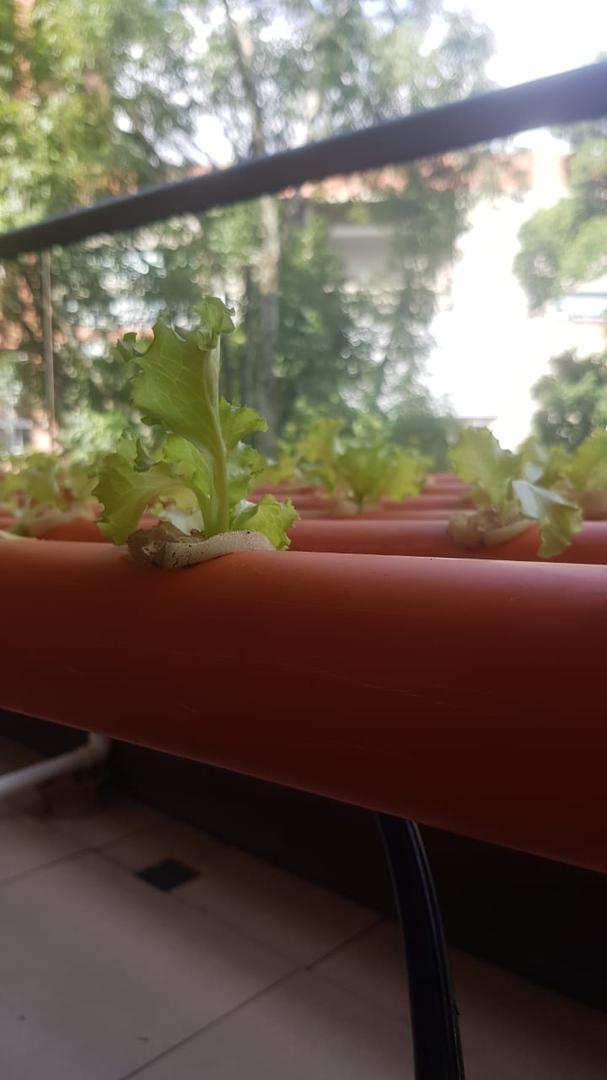 Lechuga Crespa Verde Hidroponica