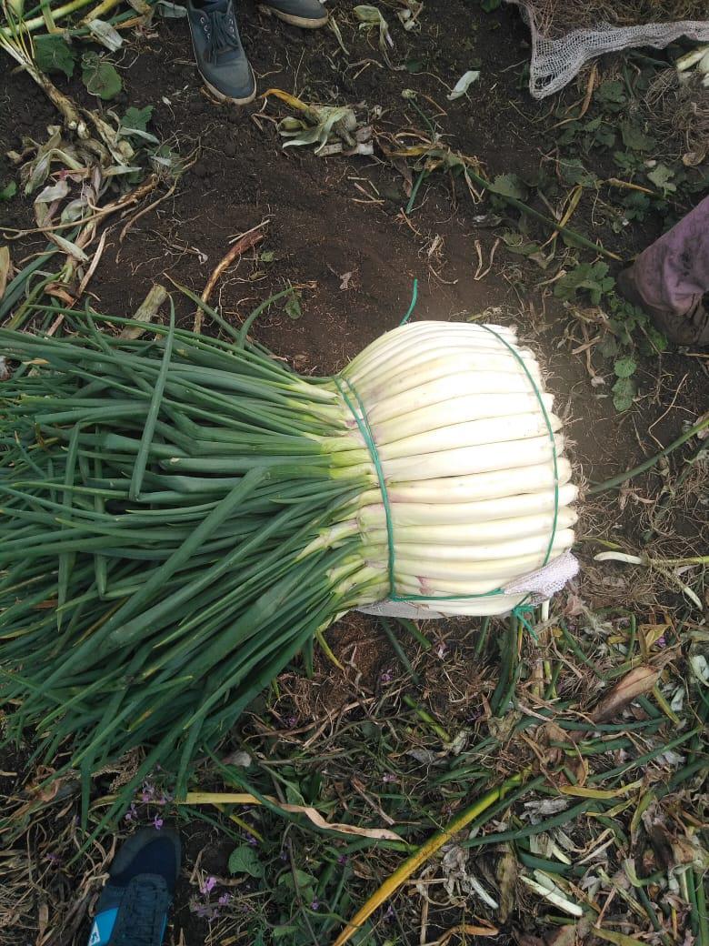 Cebolla Larga